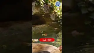 Instant Stress Melt in 60 Seconds