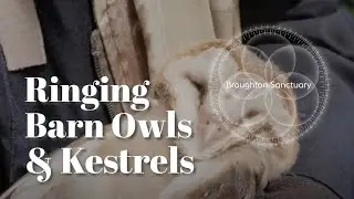 Steve Downing North England Raptor Forum | Ring Barn Owls and Kestrels at Broughton Sanctuary.