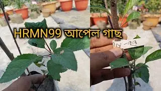Avoid These Mistakes with Your Hrmn 99 Apple Plant for Optimal Growth