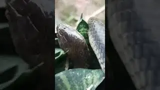 🐍회색 뱀이 꼬여있다#막달려갑니닭 #animals #snake #cute