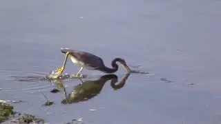 Birds at the San Diego River (ed.)
