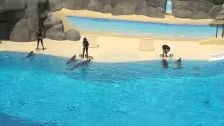 Dolphin show - Gardaland 2007