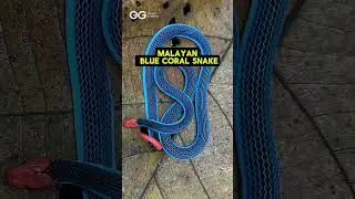 Malayan Blue Coral Snake