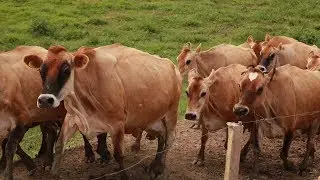 2019: o ano da vaca jersey!