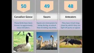 Top 50 Deadliest Animals in the World #top50 #datacomparison  #visualdata #datacomparison