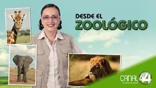 Desde el Zool&oacute;gico | Cirug&iacute;as en CIMBA