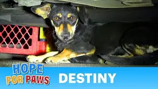 dog rescue videos - dog rescue videos transformation- rescue animal video 2023