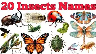 20 Insects Names In English & Hindi With Fun Facts | Fun Learning For Pre-school Children