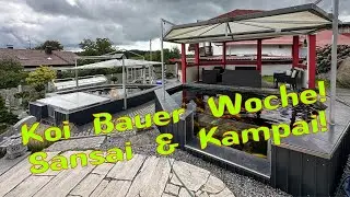 Koi Bauer Woche. Die Sansai sowie der Wachstumstest mit Kampai!