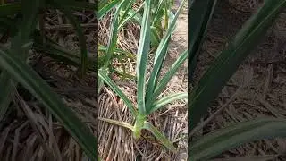 Preparing healthy HG1 Garlic seed following INM @kirkagardens_lahore3860