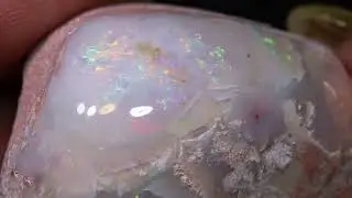 90.55 cts Clam Shell Opalized Fossil FO-2646