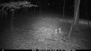 Foxes Fighting (with audio) - Trenton, NJ #urbanwildlife #fox  #trailcam #cameratrap #trenton