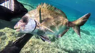 Chasse sous marine , fin de l'&eacute;t&eacute; 2025