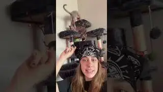Cat Psychology Facts 🐱🧠 w OnlyJayus - #Shorts
