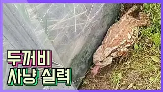 두꺼비 사냥 실력은원샷 원킬 두꺼비는 느리지만 사냥 할때는 번개