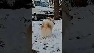 Watching the World Through Their Joy #dogmoments #Winterjoy #vanlifedogs