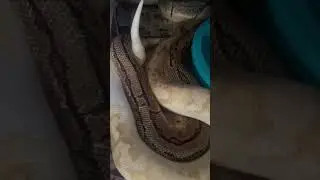 Lemon blast enchi paired with Banana pastel pied #shortsvideo #shorts #animals #snake #ballpython