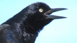Common Grackle Call and Incredible Singing