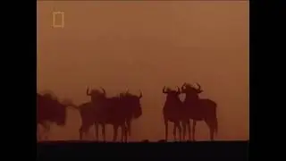 The Living Edens : Wildebeest of Etosha