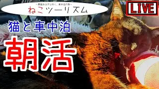 【猫と車中泊】復活の朝