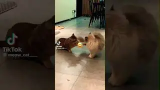 The best MMA fighters 😅💓..#mma #cats #shorts #viralvideo #trending #music
