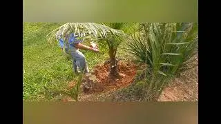 Coarse salt is an excellent fertilizer for coconut trees.