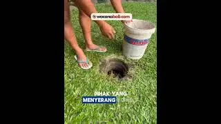 STOP OPEN DUMPING TPA SUWUNG‼repost Dinas PUPRKIM Bali