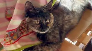 かわいいサビ猫のむっくん
