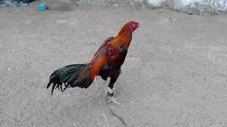 pacha kaki dega punju sale -9553388542