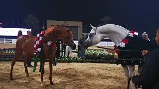 Gold Champion Arabian Horse 🥇🐎| بطل الذهب من الخيول العربية | Kuwait 2025 #ArabianHorse#GoldChampion