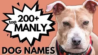 200+ Masculine Names for Your Boy Dog | Male Dog Names (Tough, Fierce, Strong Names)