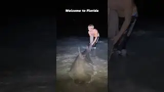 This is crazy,but that&rsquo;s Florida 🐊🦈#funny #fyp #pet #shark #crocodile #florida #animals #crazy