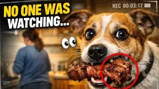 They Thought No One Was Watching&hellip; (Pets Caught in the Act)
