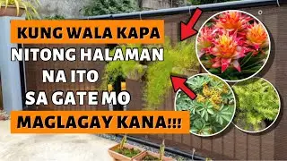 WAG NA WAG KANG MAGPAPAWALA NG MGA HALAMANG ITO SA GATE / ENTRY WAY MO!