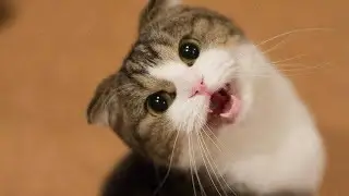#catsoftiktok #tiktokcats