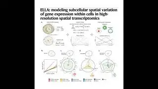 271-ELLA: Subcellular Spatial Localization Analysis