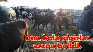 2-Qism Surxondaryo Zang mol bozoridan Ona Bola sigir narxlari arzon boldmi diyman 24.02.2024