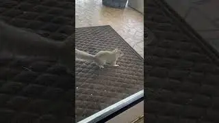 Sandy Cheeks update #sandycheeks #squirrel #squirrelvideo #spongebob #spongebobsquarepants #fyp