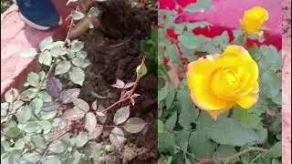 Bike demo plant#gardenflowers flowers#gardenflowers ☘️☘️☘️💫💫🌺🌺💓