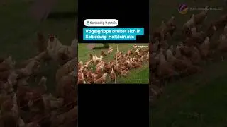 Vogelgrippe breitet sich in Schleswig-Holstein aus
