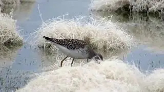 Lesser Yellowlegs at Cheddar Res