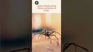 Here&rsquo;s Why You Should Never Kill A Spider #spidercontrol #pestcontrol #pestcontrolmiami #miamifl