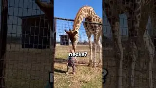 Why are Giraffes the Only Animal With Long Necks? 😳