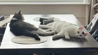 Azriel & Lucien LIVE 😻🐾 | Chill Cat Cam & Cozy Vibes