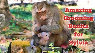 Sylvia, Bonita&rsquo;s Favorite Baby Heartwarming Care and Grooming!, |smsrmedia1540