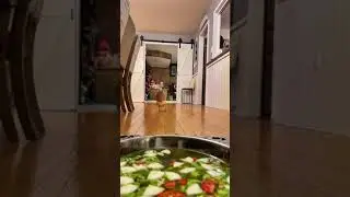 Duck Runs Towards Human Upon Being Called and Falls Into Food Bowl - 1397218-2