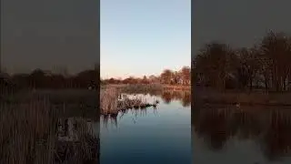 Mama Swan Quiet on Nest (Day 43). Cob Swan in the Last Touches of Sunshine, Back of the Marsh