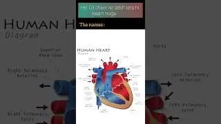 Human heart ❤️ #biology #pharmacyknowledge #ytshorts