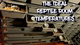 The Ideal Reptile Room Temperatures