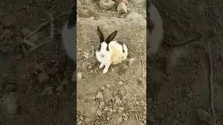 Beautiful sweet lovely Rabbit #rabbit #shorts